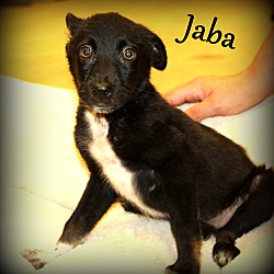 Thumbnail photo of Jaba ~ meet me! #3