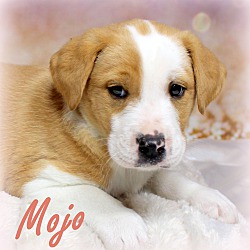 Thumbnail photo of Mojo~adopted! #3