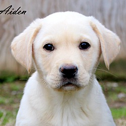 Thumbnail photo of Aiden~adopted! #4