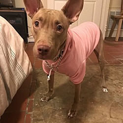 Photo of Althea