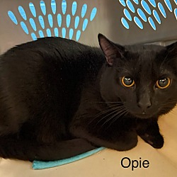 Thumbnail photo of Opie #1