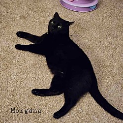 Thumbnail photo of Morgana 4359 #3