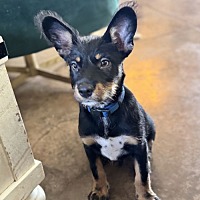 adopt a pet