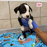 adopt a pet