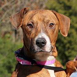 Thumbnail photo of Kinley~adopted! #1