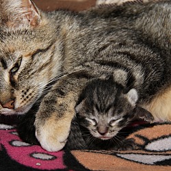 Thumbnail photo of Mama June & Kittens #3