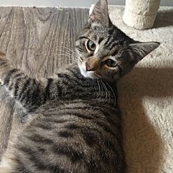 Adopted Pets At Crazy Cats Animal Rescue In Cincinnati Ohio