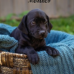 Thumbnail photo of The Molly Brown pups #3