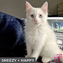Thumbnail photo of Sneezy (bonded with Happy) #2