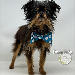 Thumbnail photo of Fuddy Fudge #3
