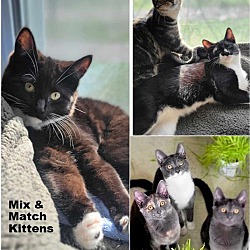 Photo of Mix & Match Kittens