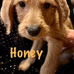 Photo of Honey