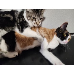 Thumbnail photo of Cookie & Stormy #1