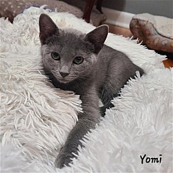 Photo of Yomi