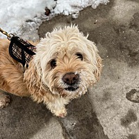 adopt-pet