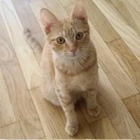 adopt-pet