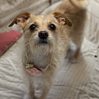 adopt-pet