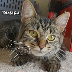 Thumbnail photo of Tamara-GREAT cat! #3