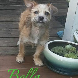 Thumbnail photo of Bella #2