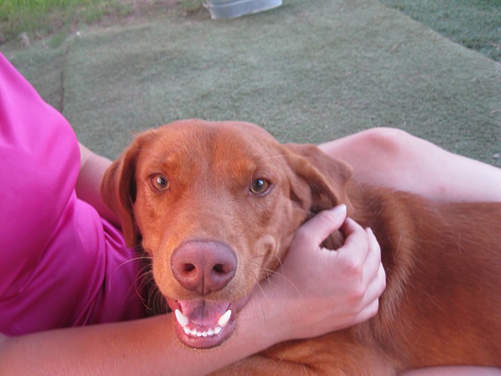 Austin Tx Vizsla Meet Red A Pet For Adoption