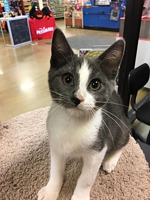 Kennesaw Ga Domestic Shorthair Meet Hobbes A Pet For Adoption