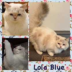 Thumbnail photo of Lola Blue #4