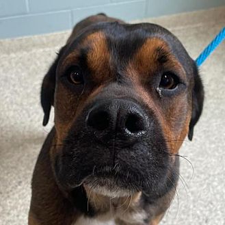 Adopt A Pet | PetSmart Charities