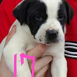 Thumbnail photo of Black white beagle male mix #1