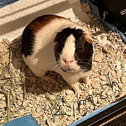 Photo of Kimchi and Willow GUINEA PIGS