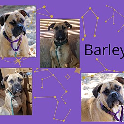 Thumbnail photo of Barley #2