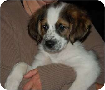 brittany spaniel cavalier king charles mix
