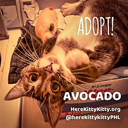 Thumbnail photo of Avocado #2