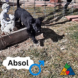 Photo of Absol