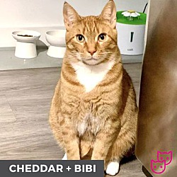Thumbnail photo of Cheddar (bonded with Bibi) #2