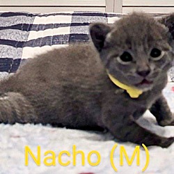 Photo of Nacho