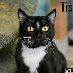 Thumbnail photo of Tissaia #1