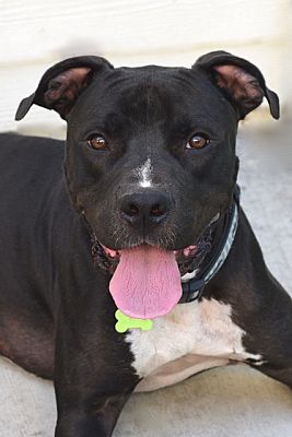 Los Angeles Ca Staffordshire Bull Terrier Meet Rocco A Pet For