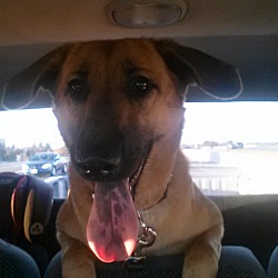 Puppies For Sale In Ripon California Adoptapet Com