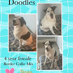 Thumbnail photo of DOODLES 4 YEAR BORDER COLLIE #1