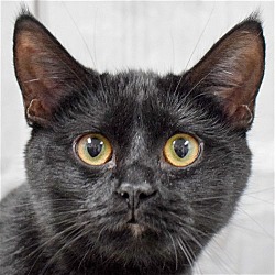 Photo of Mittens