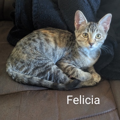 Photo of Felicia