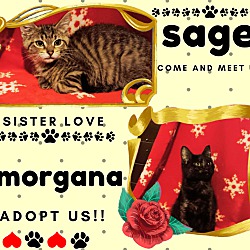 Photo of Sage and Morganna