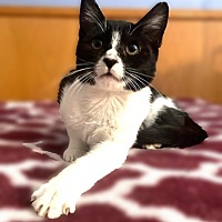 adopt a pet