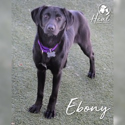 Thumbnail photo of Ebony #1