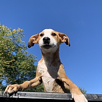 adopt a pet
