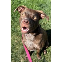 adopt-pet