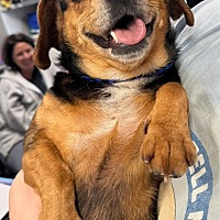 adopt a pet