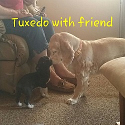 Thumbnail photo of Tuxedo " I'm Tiny" #3