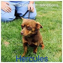 Thumbnail photo of Hercules #1