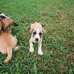 Thumbnail photo of Puppies!! #1
